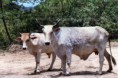 Vacas del Pacífico